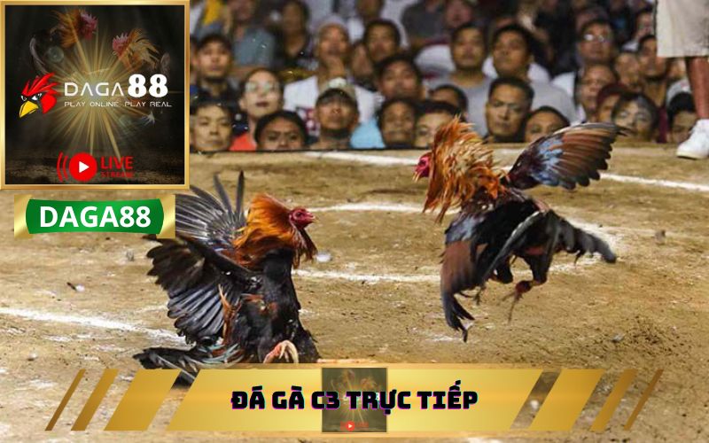 ĐÁ GÀ C3 TRỰC TIẾP HẤP DẪN TRÊN DAGA88