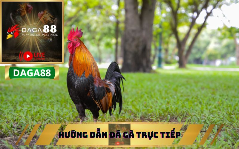 HƯỚNG DẪN THAM GIA SẢNH ĐÁ GÀ TRỰC TIẾP TRÊN DAGA88